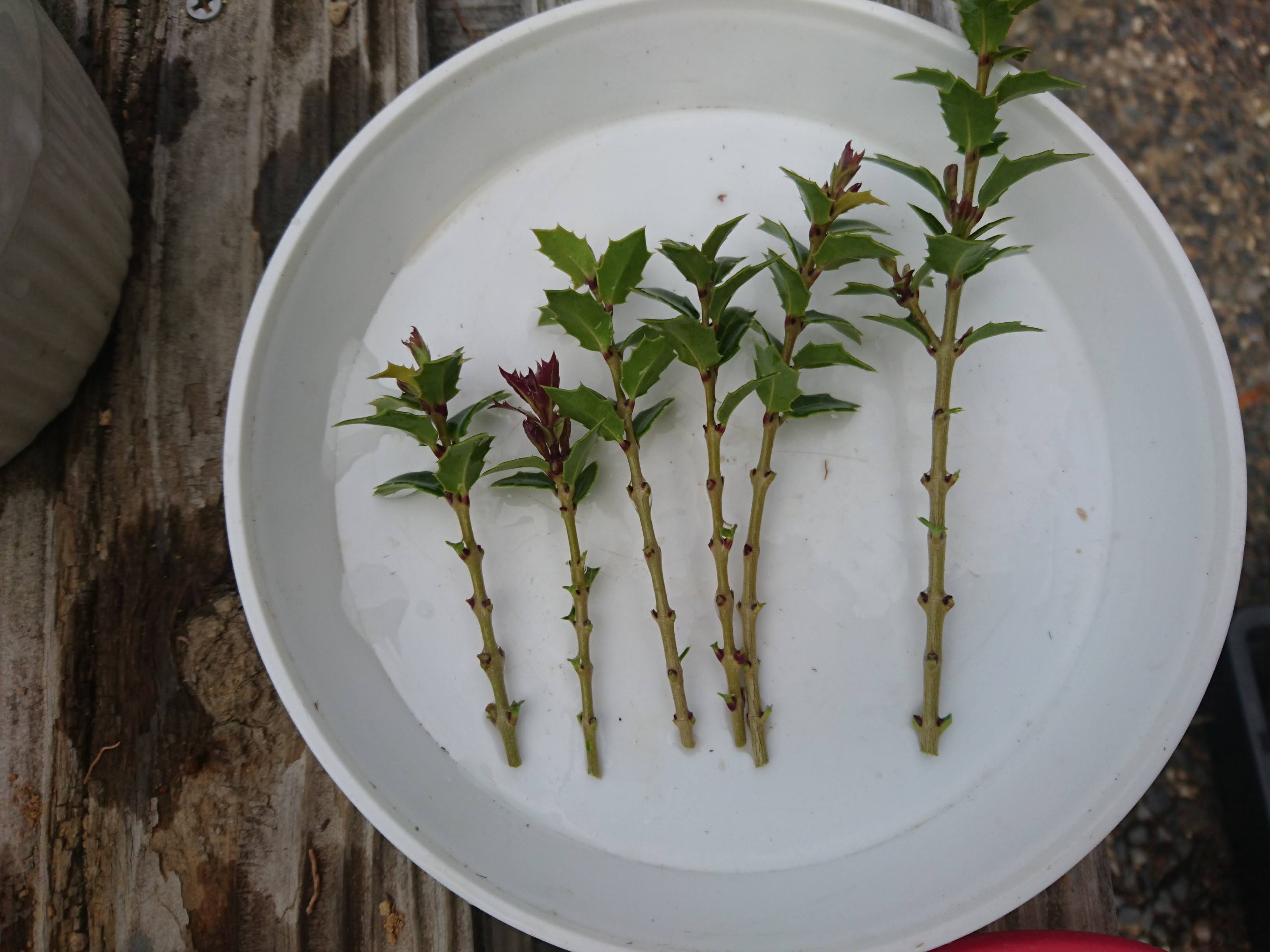ヒイラギ 柊 の挿し木を成功させるポイント 矮性品種 香姫 のミニ盆栽の素材を作る メダカの大工
