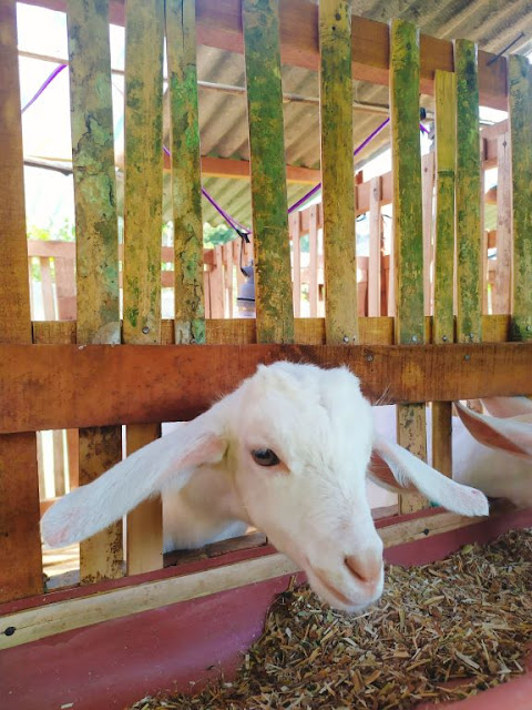 peternakan sapi banyuwangi