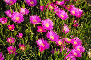 Flor chorão das praias, carpobrotus edulis, Pamucak, Selçuk, Turquia
