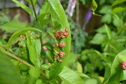 Taphrina deformans - lumps on peach tree leaves