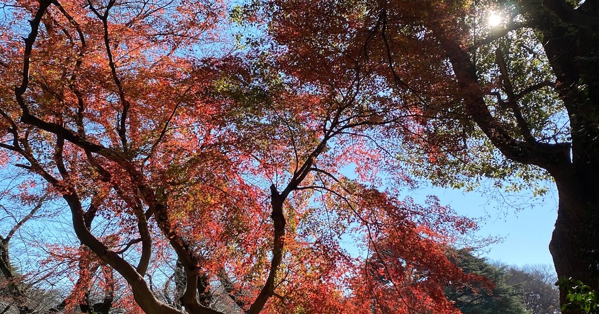 新宿御苑12月21日(木)