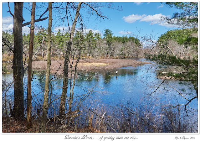 Brewster's Woods: ... of spotting them one day...