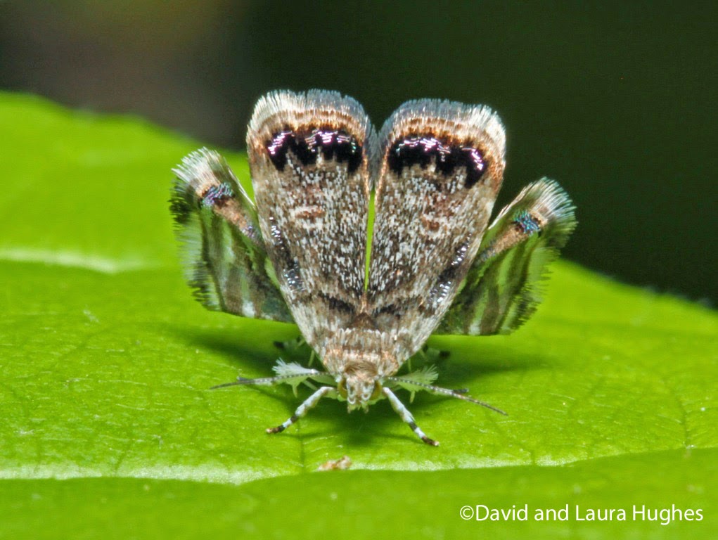 Ohio Birds and Biodiversity: Moth that mimics a spider!