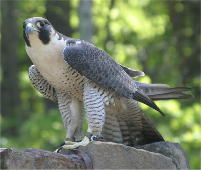 Halcón peregrino Falco peregrinus