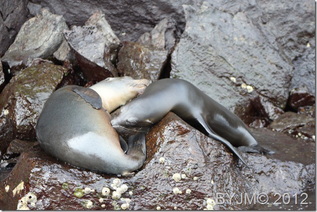SUCKLING SEALION GENOVESA 2