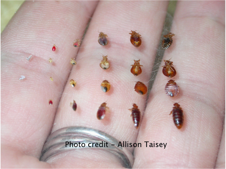 ... bed bugs in your infestation: bed bugs are look like these | NC Bed