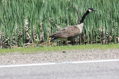 Canada goose/gander with goslings