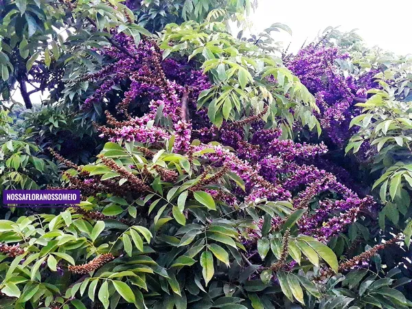 Copa da árvore Deguelia hatschbachii com flores magenta em meio a folhagem verde