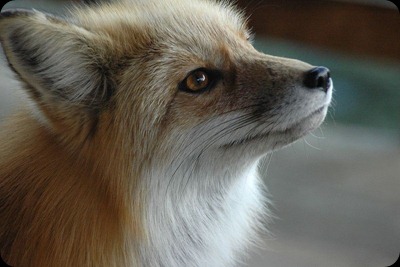 zorro_Fuzzy_Freddy