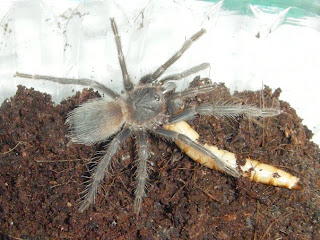 Jekyll, Brazilian Fire Red Tarantula with Super Worm