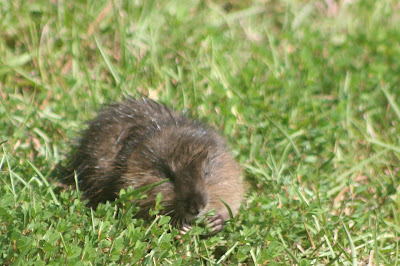 muskrat