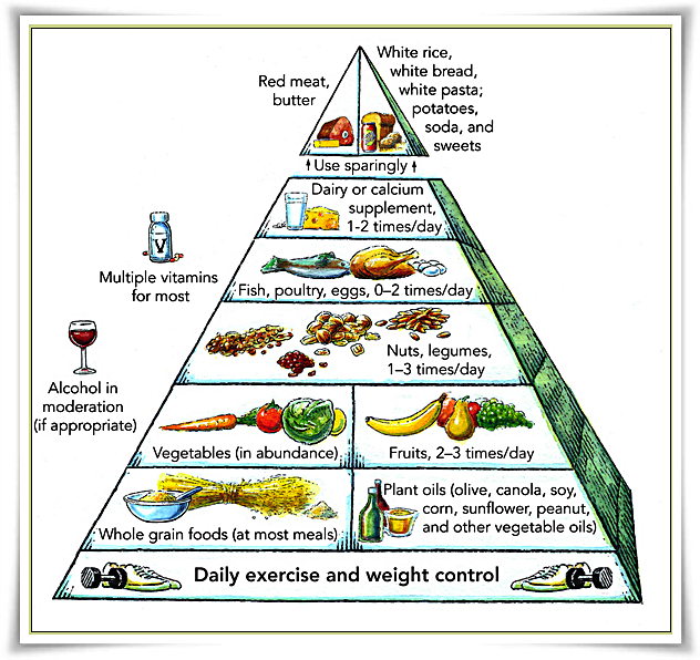 the food pyramid was created and introduced in 1992 it