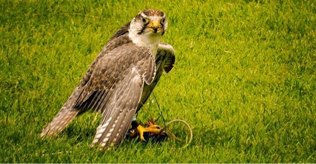 Falcon pic