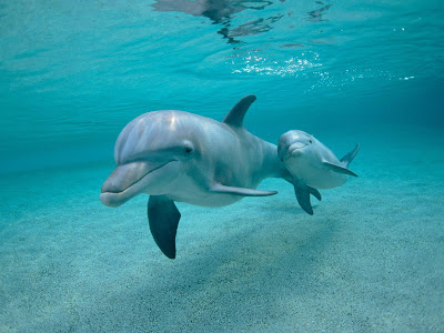 Dolphin