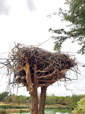nido de cigueñas sobre un tronco