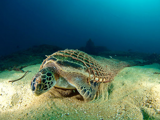 best underwater picture