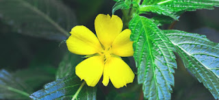 Damiana: The Herb that Can Enhance Mood, Libido & More