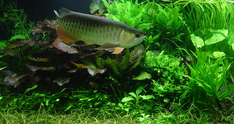 Setting up Aquascape Aquarium with Arowana Fish 