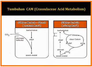 Tumbuhan CAM Crassulacean Acid Metabolism sharing is 