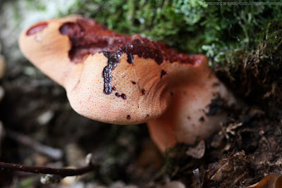 Langue de bœuf, fistuline hépatique (fistulina hepatica), dont le pied est bien développé