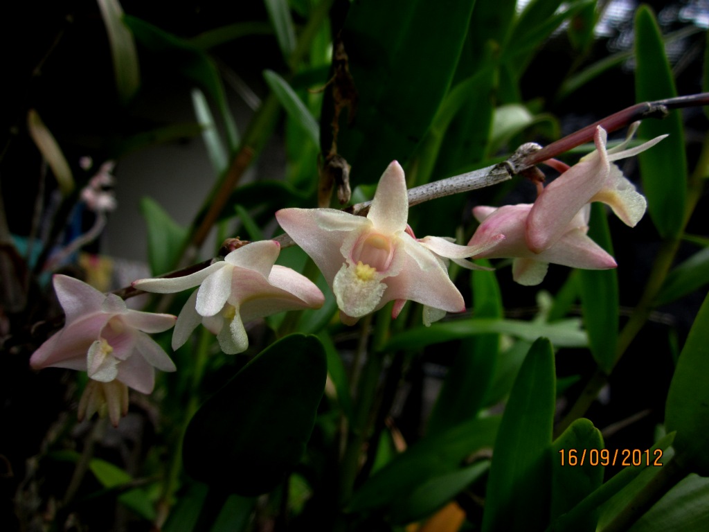 MillFa Wild Orchid: Dendrobium hendersonii