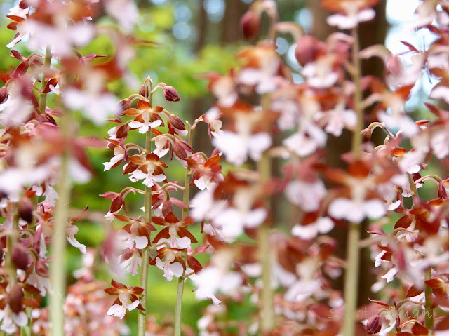 Calanthe discolor