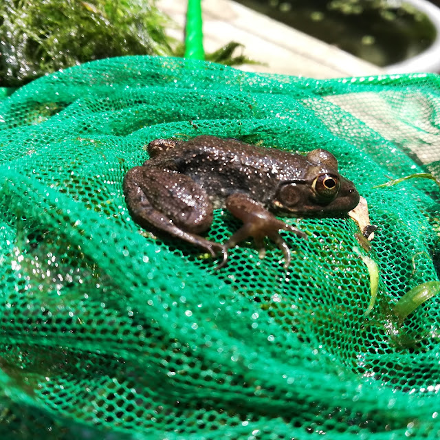 One of Six Frogs I Caught In My Outdoor 50 Gallon Stock Tank