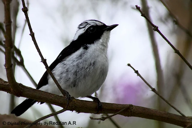 Little-pied Flycatcher