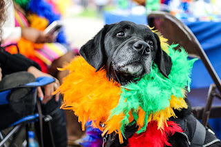 Decorated dog on holi celebration by his family person, holi pics 2020