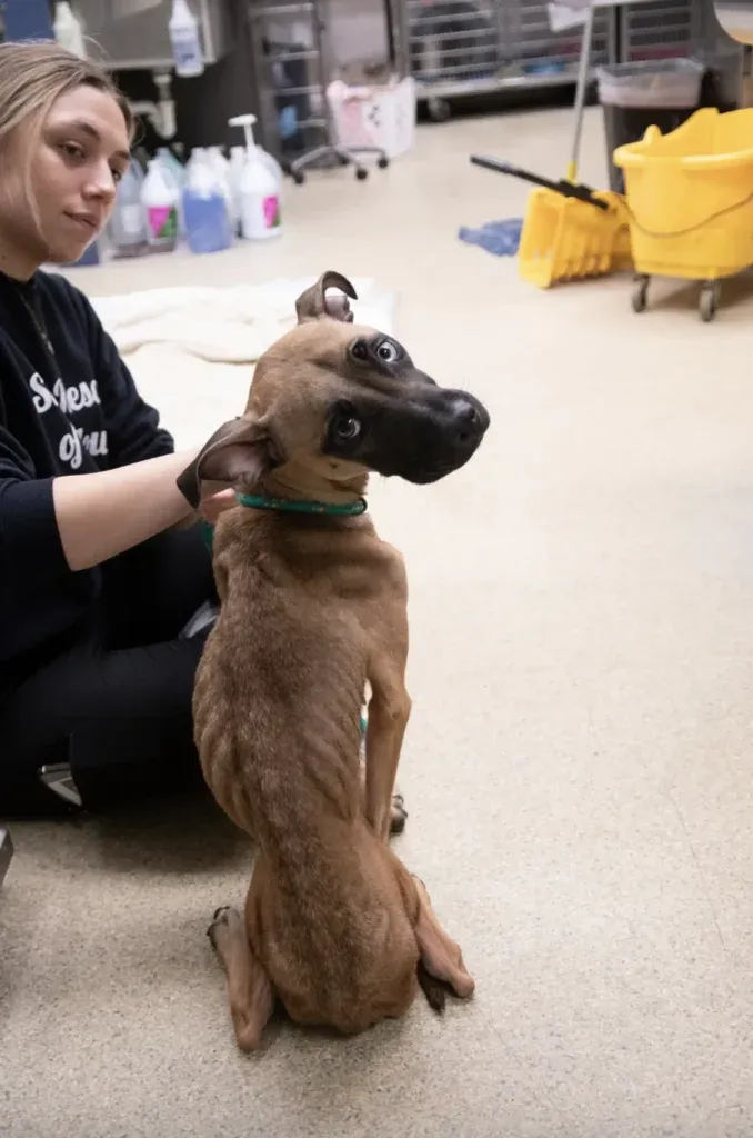 STRAY RESCUE OF ST. LOUIS