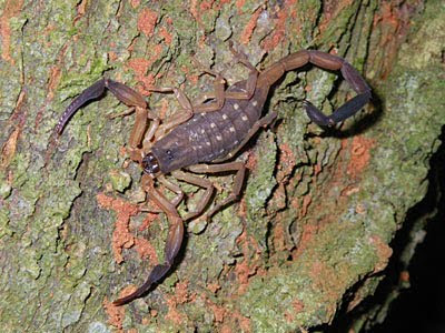 Spotted House Scorpion (Isometrus maculatus)