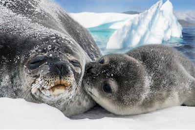 6 PERBEDAAN ANJING LAUT, SINGA LAUT, MACAN TUTUL LAUT, GAJAH LAUT, DUGONG DAN WALRUS