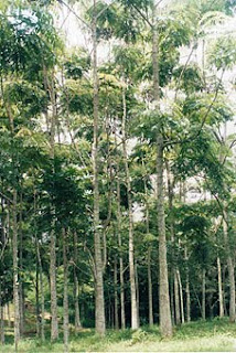 arboles de honduras