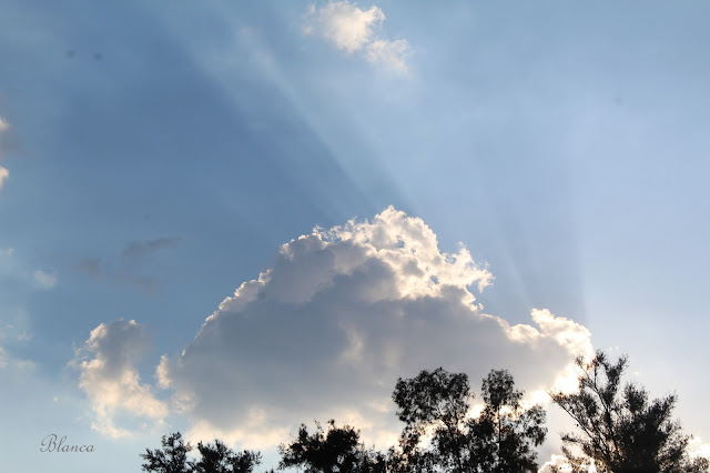 Atardecer | Fotografía  | nuber | árboles 