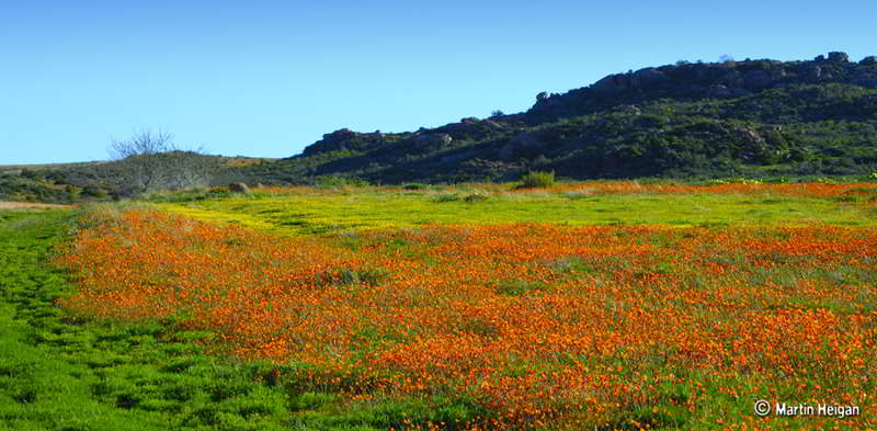 South African cactus plants