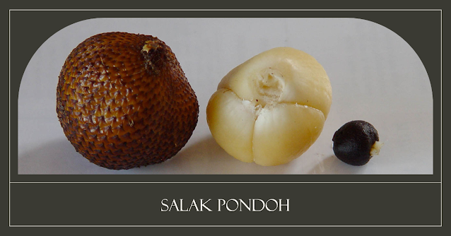 gambar salak pondoh, kulit dan bijinya sleman jogja