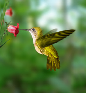 Beautiful Humming Bird Pictures