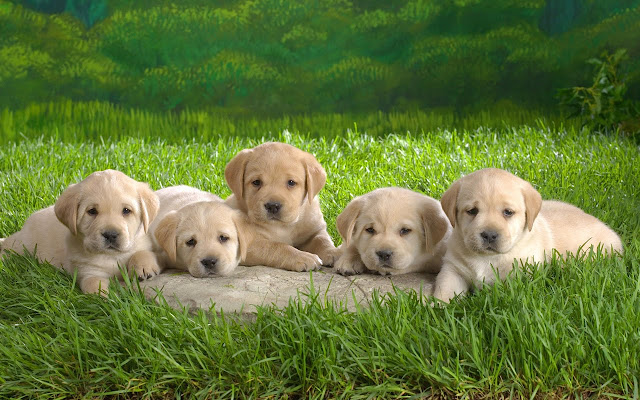  Puppies-Wallpaper-101