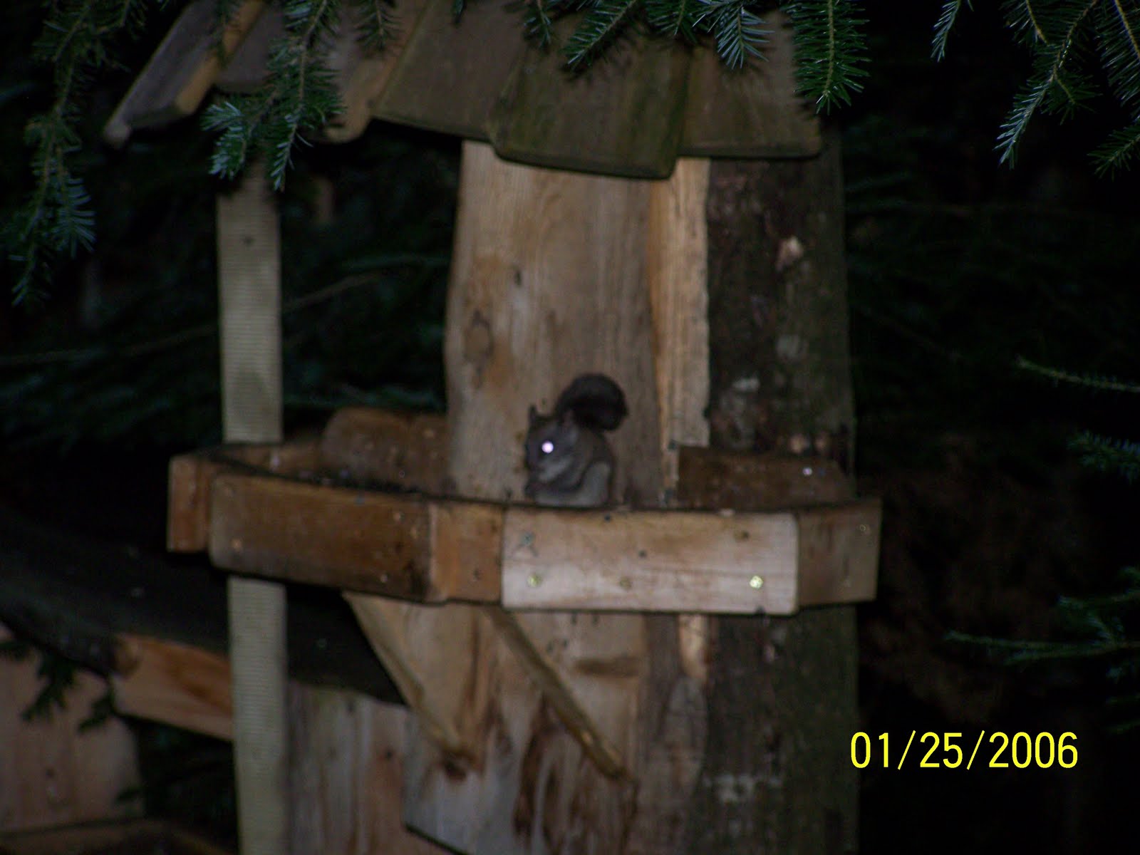 Maine, as I know it: Flying Squirrels of The Valley