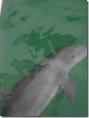 dolphin 6