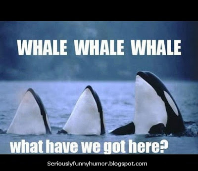 Whale Whale Whale - What have we got here?