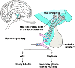 ADH and Oxytocin