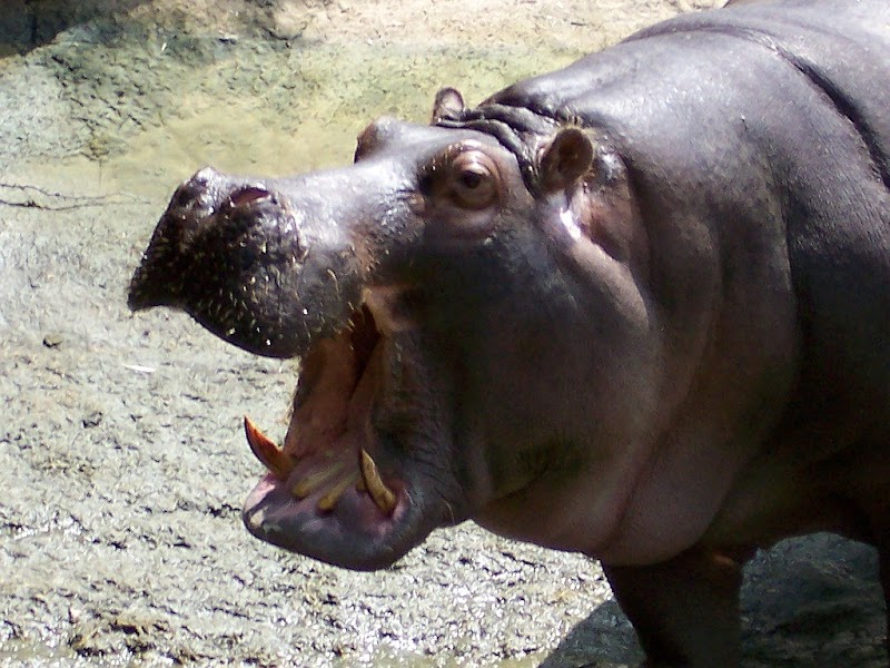 Ide Istimewa Dangerous African Hippo