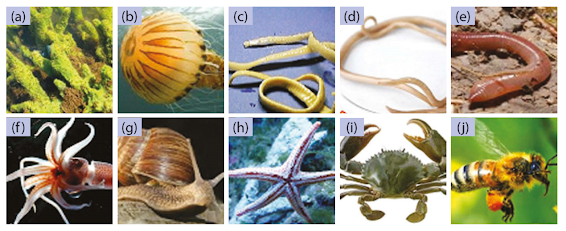 Gambar Porifera (a), ubur-ubur (b), cacing pita (c), cacing gelang (d), cacing tanah (e), cumi-cumi (f ), siput (g), bintang laut (h), kepiting (i), dan lebah (j)