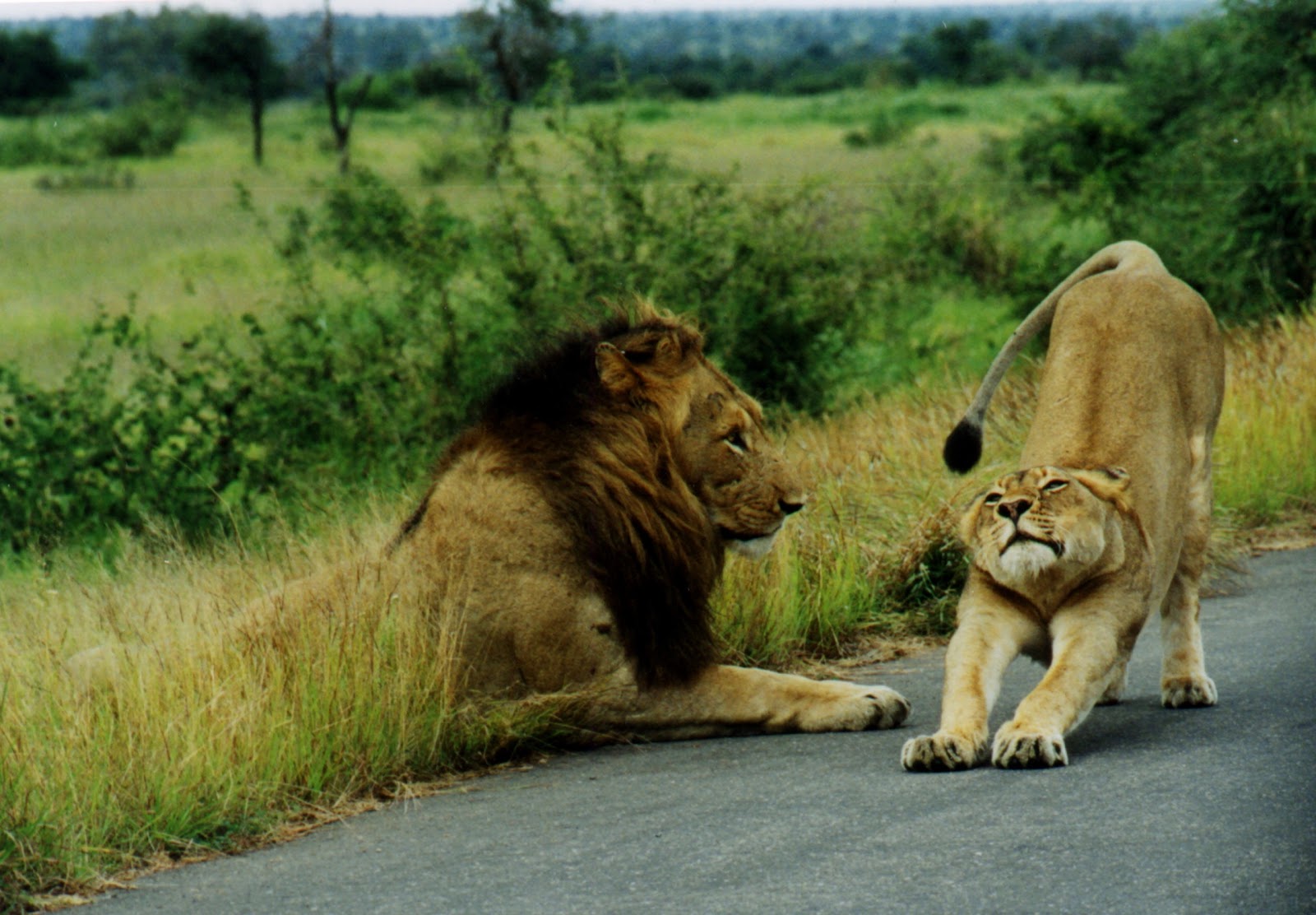 Beautiful Animals Safaris: Fun facts about baby lion cubs in the wild 