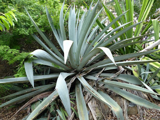 Choca Bleu - Agave d'Amérique - Agave americana