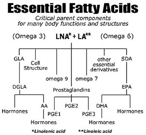 Essential Fatty Acids