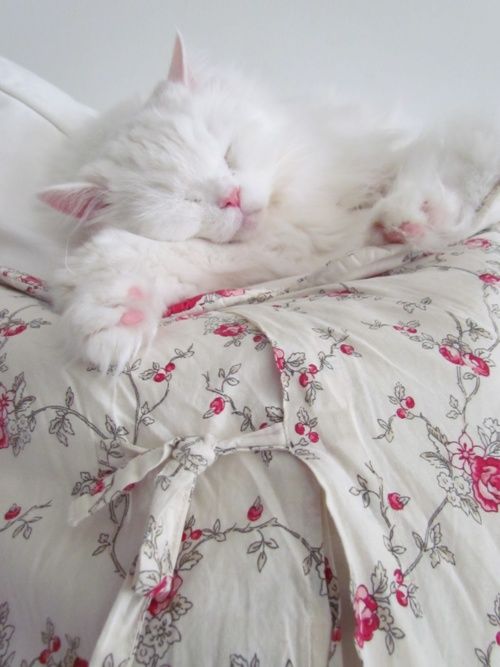 Cute white sleepy cat