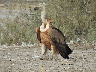 Long Billed Vulture