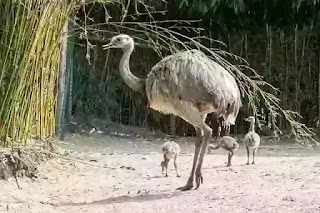 Emu